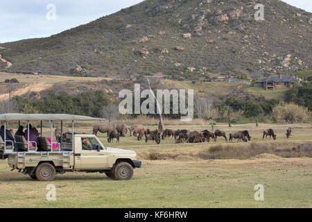 Menschen auf Game Drive beobachten Nashörner und Gnus, botlierskop Private Game Reserve, Western Cape, Südafrika Stockfoto