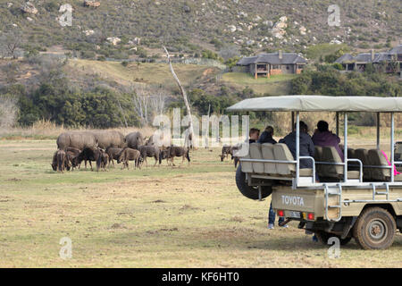 Menschen auf Game Drive beobachten Nashörner und Gnus, botlierskop Private Game Reserve, Western Cape, Südafrika Stockfoto