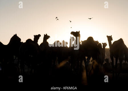 Pushkar, Indien. 25 Okt, 2017. Morgens eine Szene am Kamel Messe. Credit: ravikanth Kurma/alamy leben Nachrichten Stockfoto