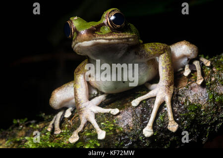 Eine große weibliche Gift rock Frog (Odorrana hosii) von Borneo. Stockfoto