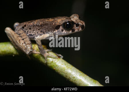 Eine kleine schmale Wurf Frosch wahrscheinlich Leptolalax sabahmontanus eine Spezies nur auf ein paar Berge in malaysischen Borneo gefunden. Stockfoto