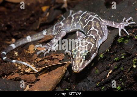 Bent's ein Peter toed Gecko (Cyrtodactylus consobrinus) von Borneo. Stockfoto