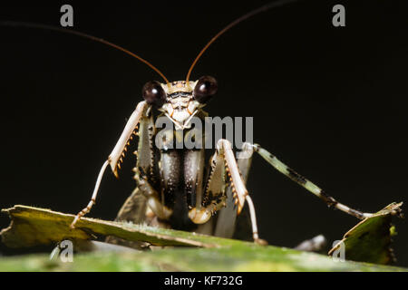 Eine flechte Mantis (Theopompa sp.) von Borneo. Stockfoto