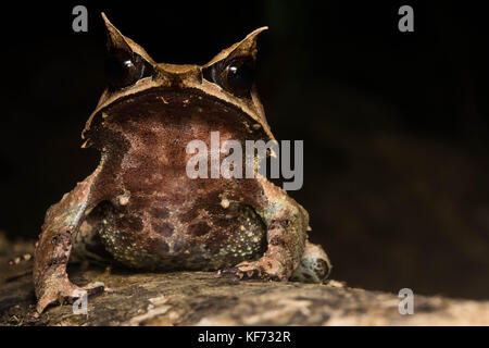 Das Porträt einer Spitzzange horned Frog (Megophrys nasuta) aus dem Bornesischen Dschungel. Stockfoto