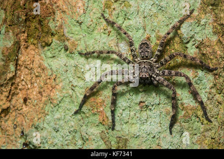 Eine Spinne sitzt auf einem Baumstamm im Dschungel wartet auf einen schmackhaften Insekt durch zu gehen. Stockfoto