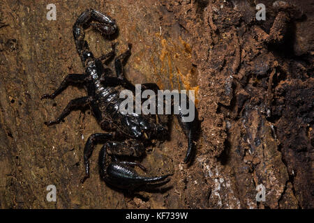 Eine große asiatische Wald scorpion (Heterometrus Arten) aus der Bornesischen Dschungel. Stockfoto