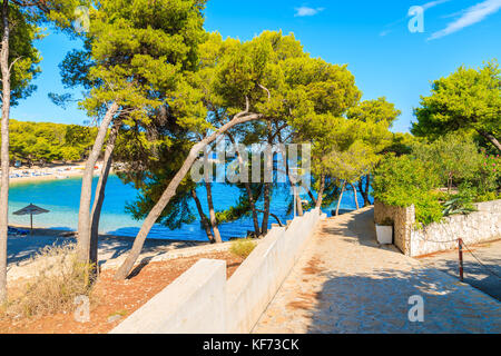 Fußweg zum Strand mit grünen Pinien in Primosten, Dalmatien, Kroatien Stockfoto