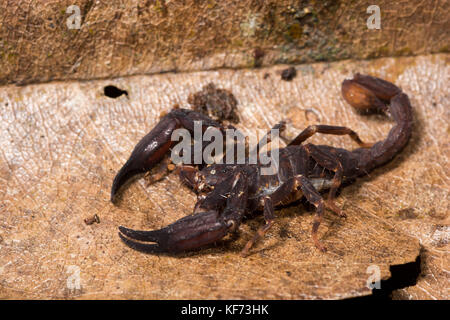 Chaerilus solegladi wurde erst 2012 entdeckt und ist eine geheimnisvolle Spezies von Scorpion, der nur auf der Insel Borneo gefunden werden kann. Stockfoto