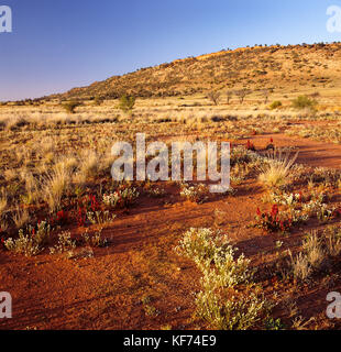 Wüstenblüte nach Regen, Mutawintji National Park, New South Wales, Australien Stockfoto