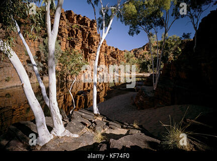 Ghost Gums (Corymbia aparrerinja), in Trephina Gorge, Trephina Gorge Nature Park, East MacDonnell Ranges, Northern Territory, Australien Stockfoto