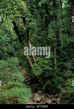 Subtropischer Regenwald, Lamington National Park, südliches Queensland, Australien Stockfoto