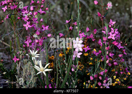 Auffällige boronia (Boronia ledifolia), mit Wachsblume (Eriostemon australasius) und Flanellblume (Actinotus helianthin), Frühlingsblumen. Ku-Ring-gai Chas Stockfoto