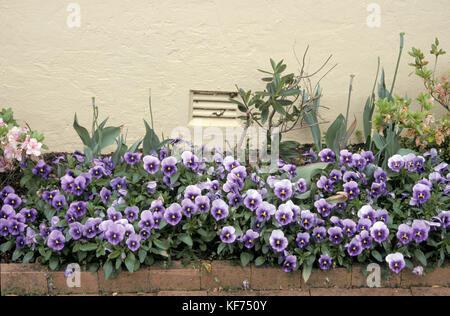 Violette Stiefmütterchen wächst neben der Mauer eines alten Hauses. New South Wales, Australien Stockfoto