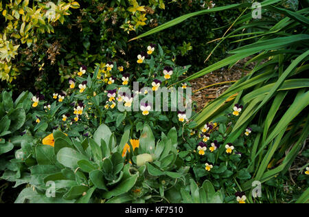 Bratschen im Garten Bett wächst, New South Wales, Australien Stockfoto