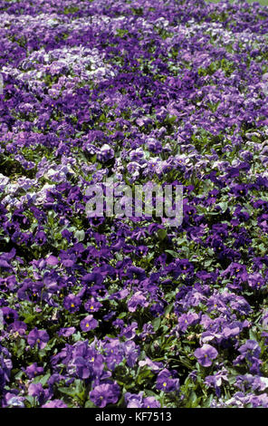 Garten Bett von violetten Stiefmütterchen (Viola sp.) Stockfoto