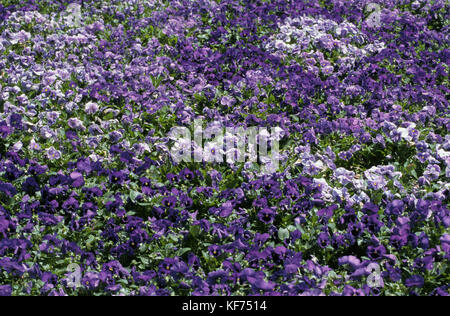 Garten Bett von violetten Stiefmütterchen (Viola sp.) Stockfoto