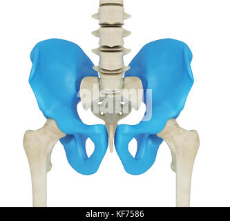 3D-Renderer Abbildung. Hüftknochen, Anatomie Konzept. isoliert weißer Hintergrund Stockfoto