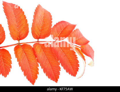 Orange Herbst rowan Blätter Zweig auf weißem Hintergrund. Stockfoto