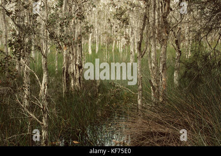 Sumpfgebiet (Melaleuca quinquenervia), Myall Lakes National Park, New South Wales, Australien Stockfoto