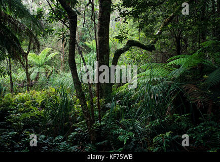 Rand des kühlen, gemäßigten Regenwaldes. Aufgrund einer Lücke im Vordach erhält der Waldboden Licht, so dass die Vegetation wachsen kann. Errinundra National Par Stockfoto