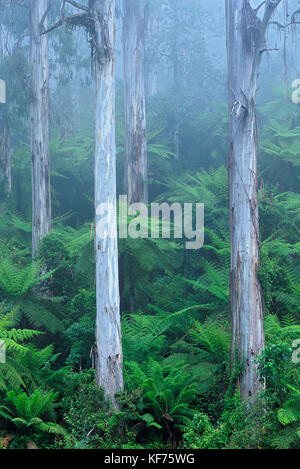 Glänzendes Zahnfleisch im Nebel (Eucalyptus denticulata) und weiche Baumfarne (Dicksona antarctica. Hoher Eukalyptuswald mit Regenwald-Unterholz, auch bekannt Stockfoto