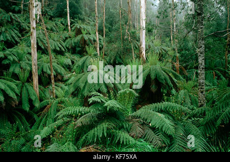 Weiche Baumfarne (Dicksonia antarctica), in nassem Sklerophyllwald-Unterholz. Errinundra National Park, East Gippsland, Victoria, Australien Stockfoto