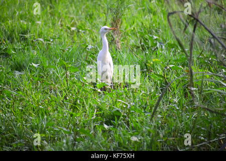 White Crane von Indien Stockfoto