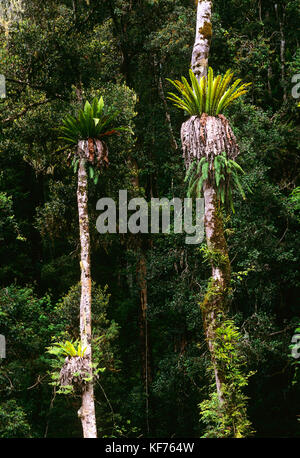 Subtropischer Regenwald mit epiphytischen Pflanzen, die auf Coachwood (Ceratopetalum apetalum), Border Ranges National Park, Nord-New South Wales, aus wachsen Stockfoto