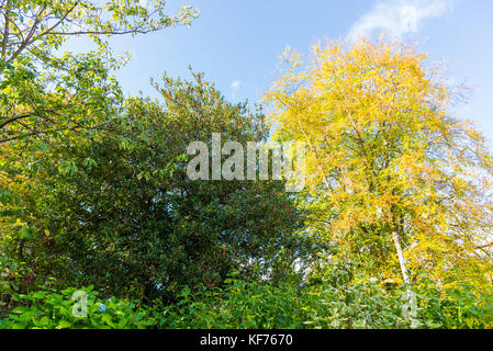 Auf der Suche durch die Bäume im Herbst zu einem blauen Himmel. Herbst Gelb und Grün sind offensichtlich und bei genauerem Hinsehen Beeren sind auch auf der ce Stockfoto