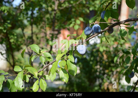 Reife Pflaumen auf einem Ast im Garten Stockfoto