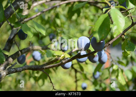 Reife Pflaumen auf einem Ast im Garten Stockfoto