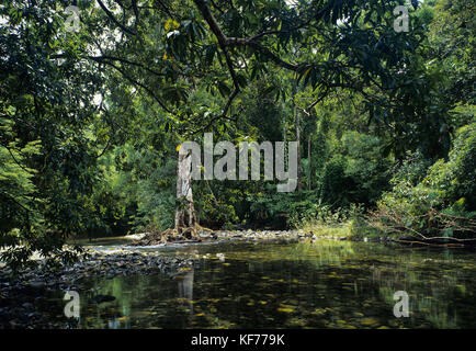 Emmagen Creek, tropischer Regenwald im Flachland. Daintree National Park, Cape Tribulation Sektion, Queensland, Australien Stockfoto