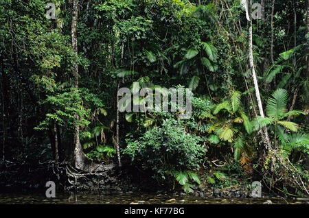 Emmagen Creek, im tropischen Regenwald der Tiefebene. Daintree National Park, Queensland, Australien Stockfoto