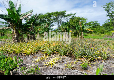 Banane und Ananas Pflanzen, Inland Gemüsegärten, in der Nähe von Alofi, Niue, Südsee, Ozeanien Stockfoto