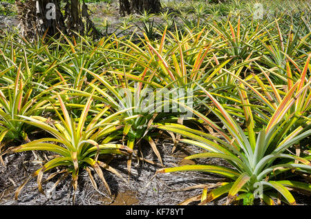 Ananas Pflanzen, Inland Gemüsegärten, in der Nähe von Alofi, Niue, Südsee, Ozeanien Stockfoto