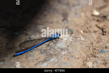 Schöne blaue Libelle auf einem grauen Hintergrund posiert Stockfoto