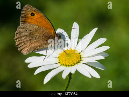 Eine Makroaufnahme einer Wiese braun Schmetterling auf ein Ochse eye Daisy sitzen. Stockfoto