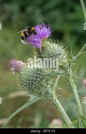 Hummel auf einer Distel Stockfoto