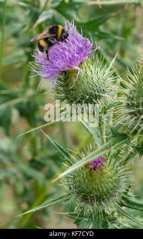 Hummel auf einer Distel Stockfoto