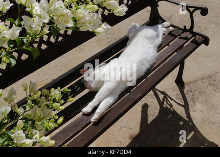Hauskatze, weiß, liegend auf einer gartenbank Stockfoto