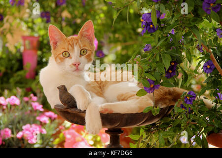 Hauskatze, Red Tabby white, Sitzen im Garten Stockfoto