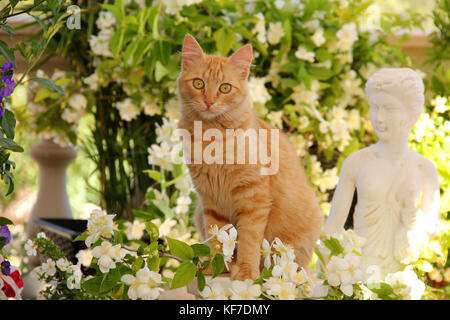 Hauskatze, Ingwer, sitzt zwischen Blumen im Garten Stockfoto