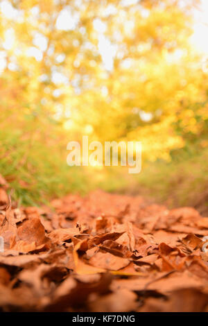 Bett von braune Blätter im Herbst auf dem Weg durch den Wald an der Goldenen Stunde Stockfoto