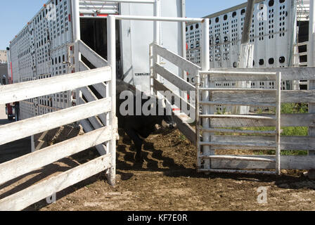Vieh entladen von einem Anhänger zu Stifte an Vieh Auktion Stockfoto