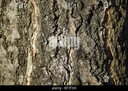 Silver Birch Baumrinde Hintergrund Textur Stockfoto