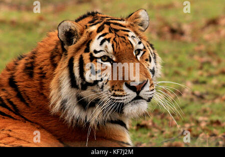 (Amur) sibirischer Tiger (Panthera tigris altaica) in einem Safari Park in Großbritannien Stockfoto