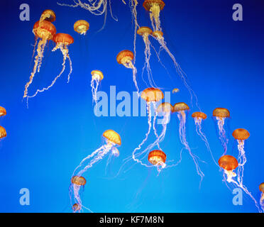 Usa, Kalifornien, Monterey Bay, am Schwarzen Meer brennessel Qualle, Monterey Bay Aquarium Stockfoto