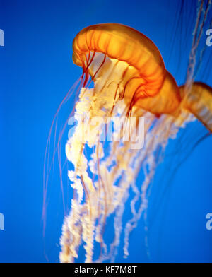 Usa, Kalifornien, Monterey Bay, am Schwarzen Meer brennessel Qualle, Monterey Bay Aquarium Stockfoto