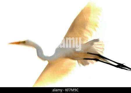 Usa, Kalifornien, snowy egret im Flug, Richardson Bay, Tiburon Stockfoto