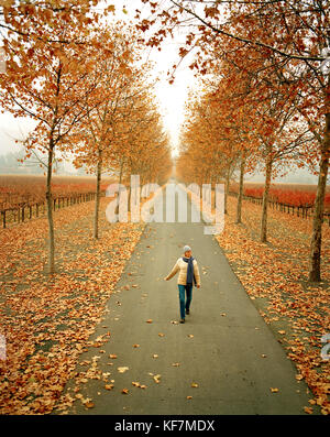 USA, Kalifornien, Rutherford, Bäume mit Herbstfarben und eine junge Frau, die auf der Straße unterwegs ist, Napa Valley Vineyard Stockfoto